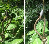 In The Land of Oz, The Spider Eats the Snake!