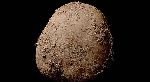 Abosch-potato